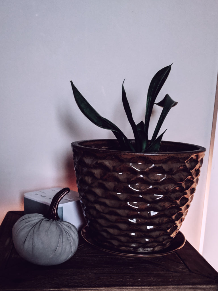 snake plant in pot in bedroom